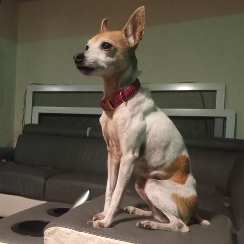 User's pet: Isis Harper