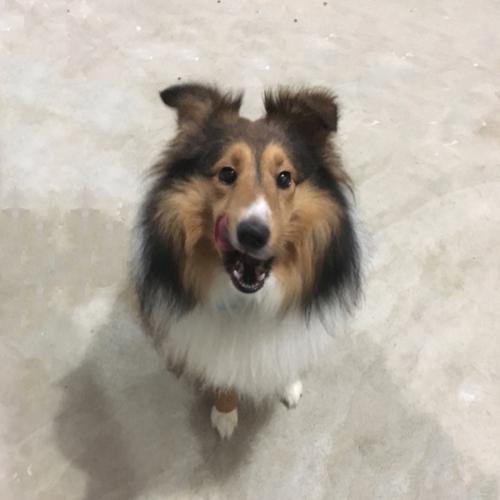 User's pet: Bingo
