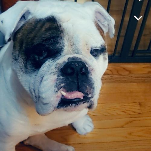 User's pet: Tank *Missing Dog*