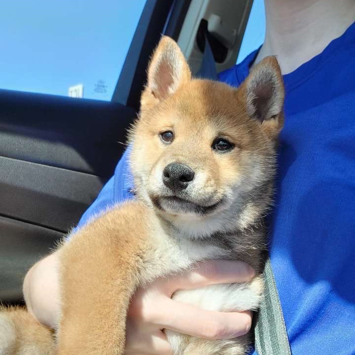User's pet: Fox (Stolen)