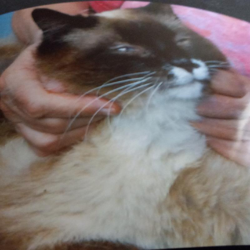 User's pet: Big Daddy