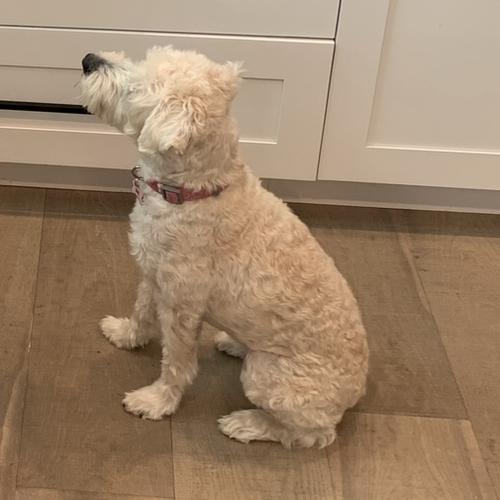 User's pet: Scout