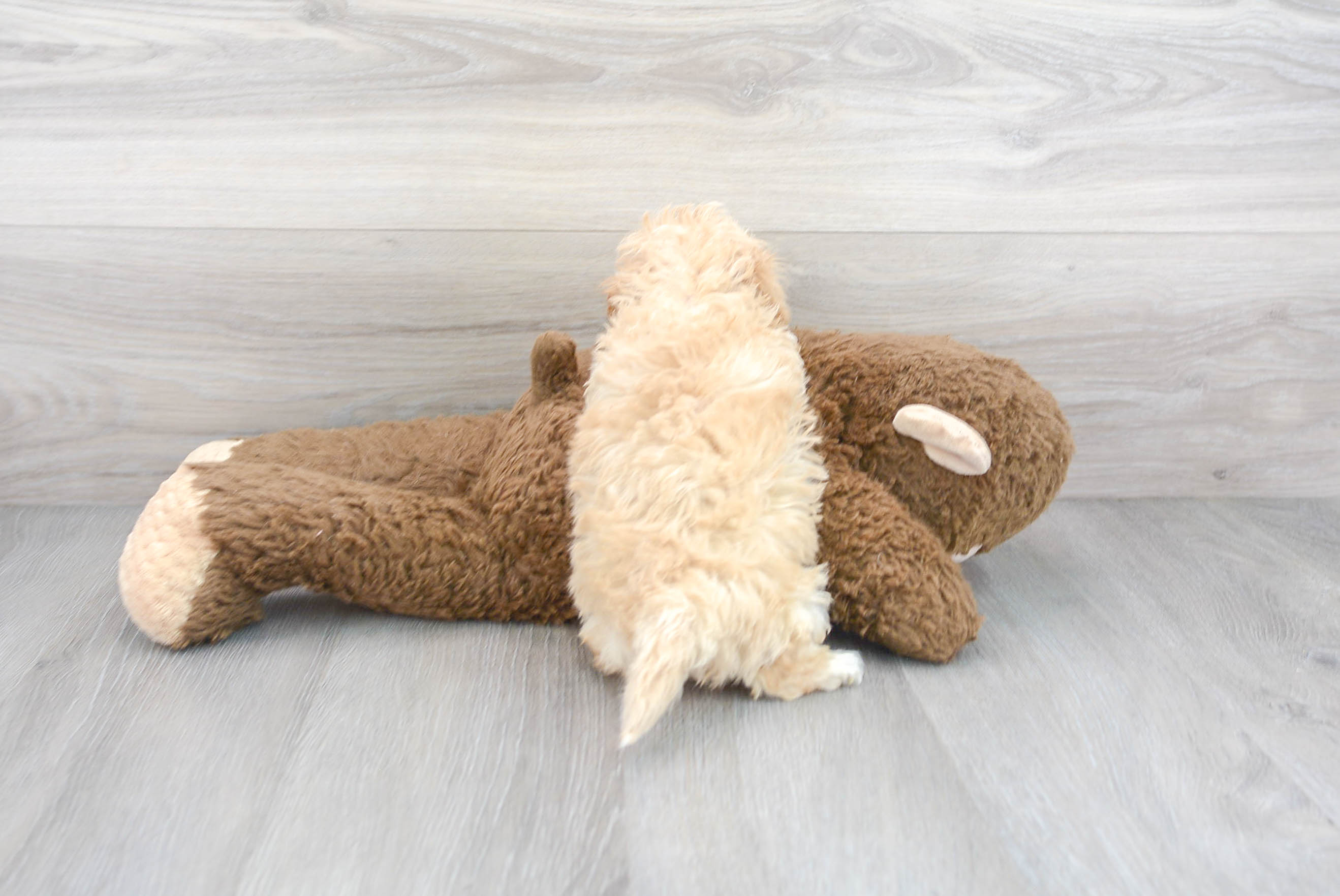 User's pet: Jayde Arielle Wilkerson