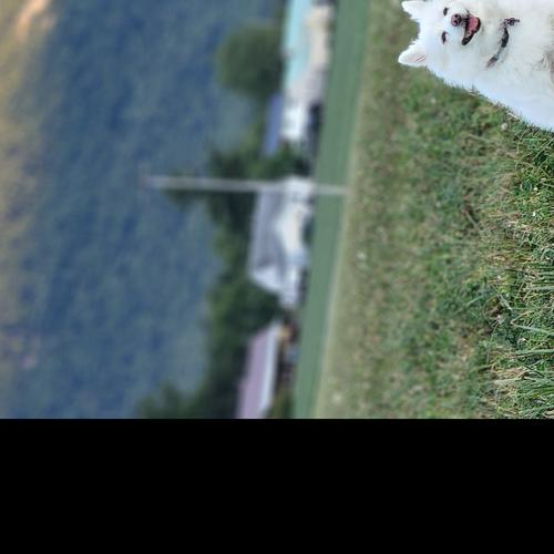 User's pet: Casey Gorman