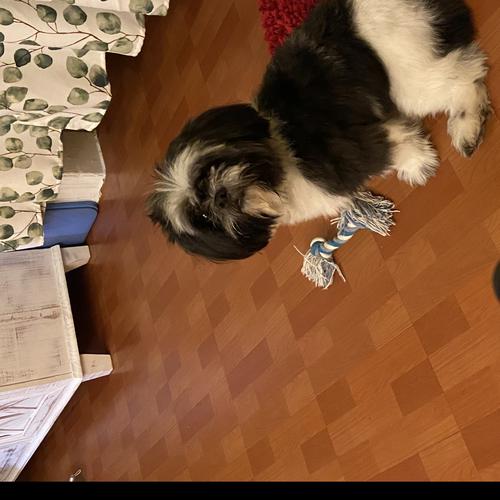 User's pet: Lucky