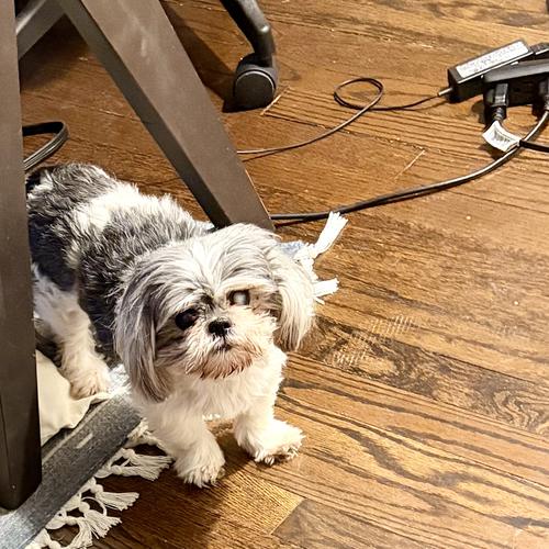 User's pet: Giselle