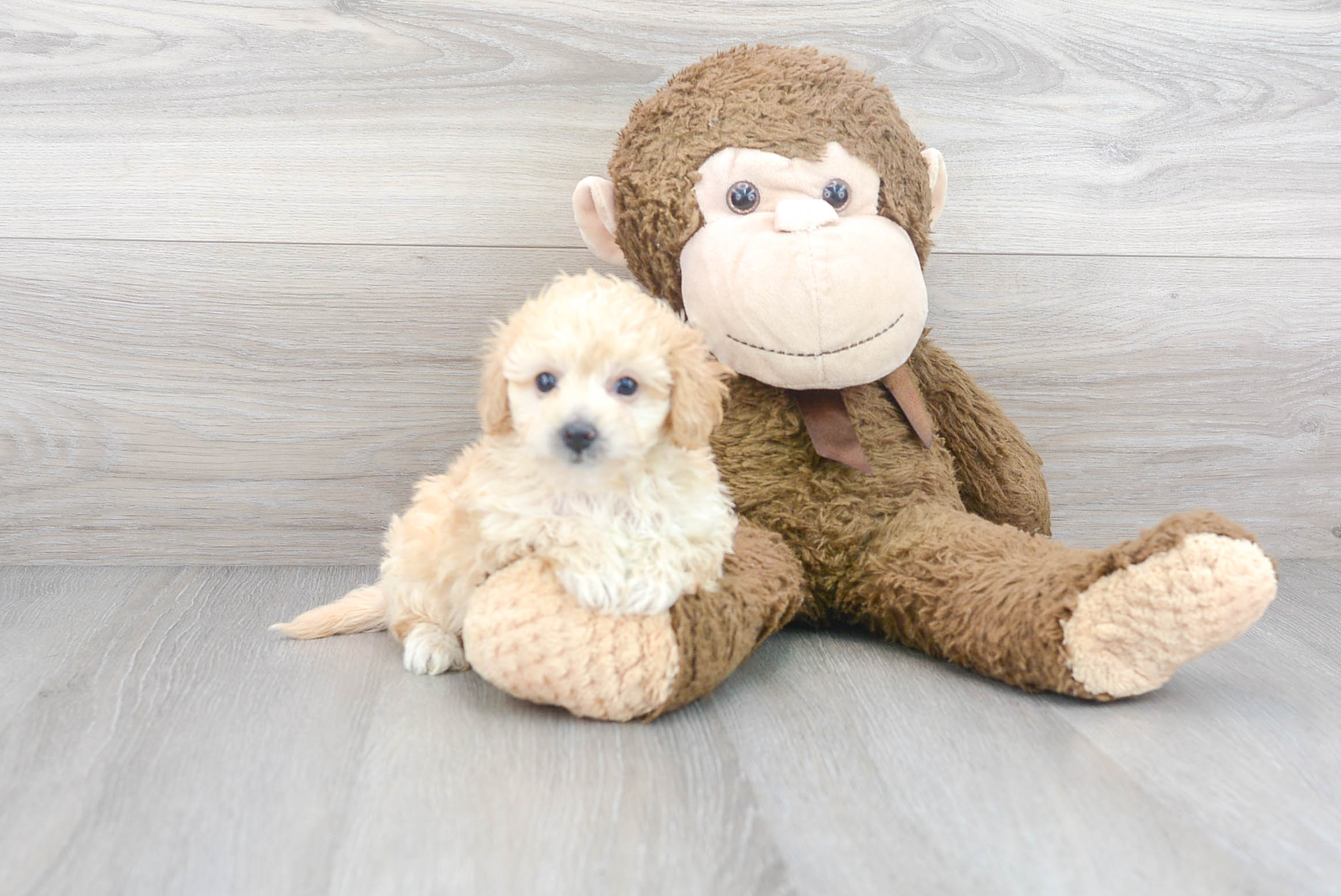 User's pet: Jayde Arielle Wilkerson