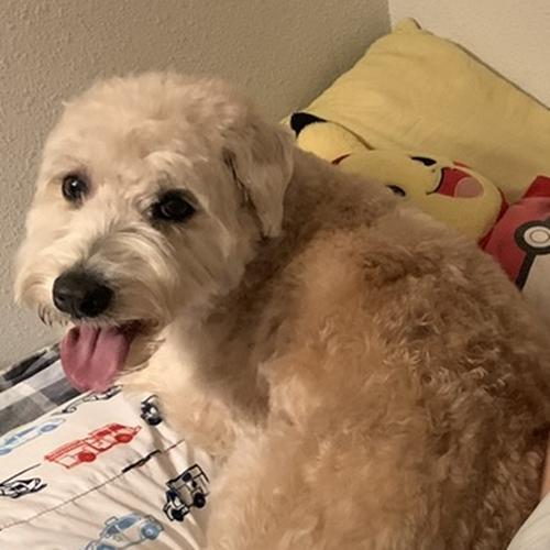User's pet: Scout