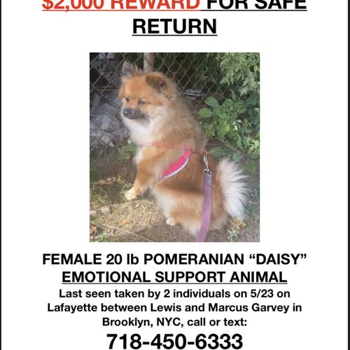 User's pet: Daisy
