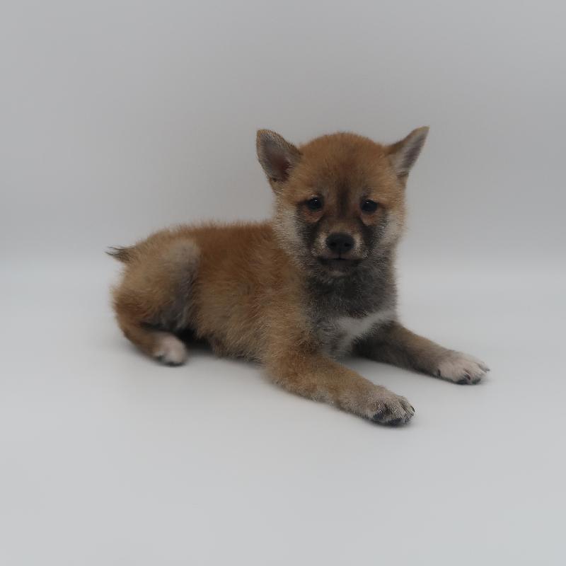 User's pet: Cainy