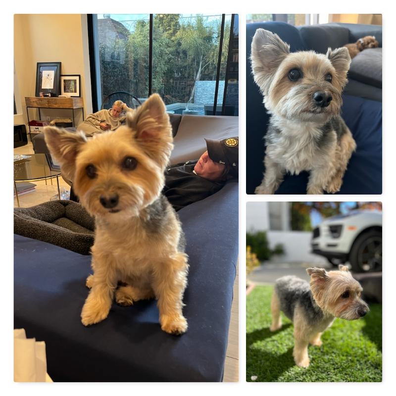 User's pet: Mia