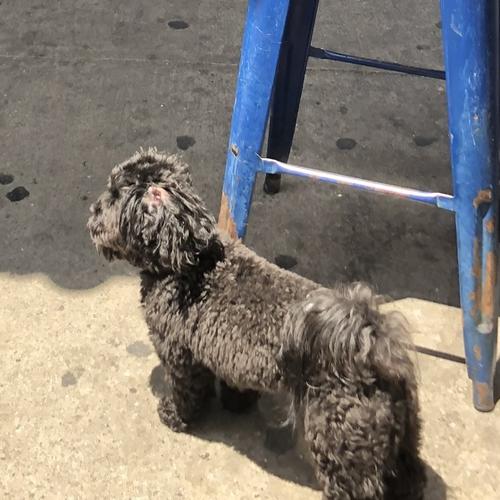 User's pet: Ace Jones