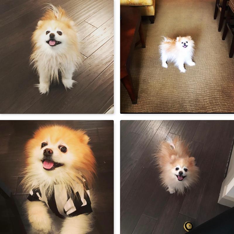 User's pet: Jack