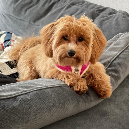 User's pet: Coco