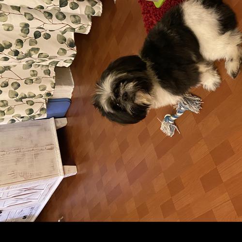 User's pet: Lucky