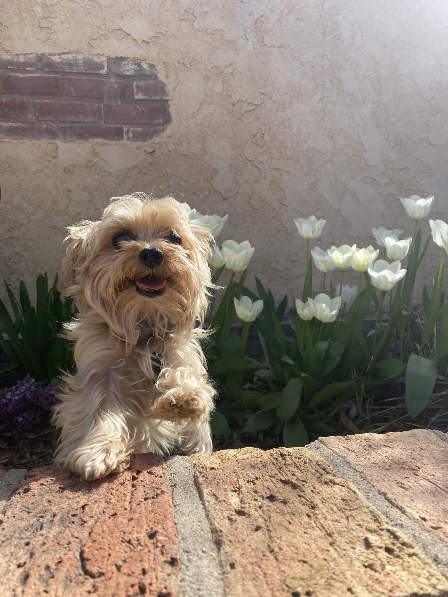 User's pet: Kesha