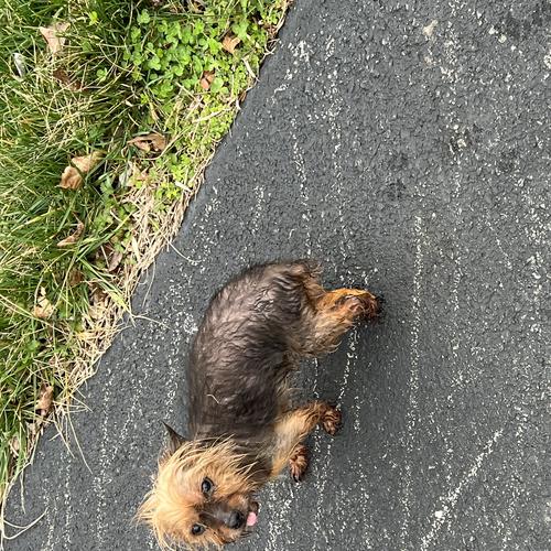 User's pet: Paisley