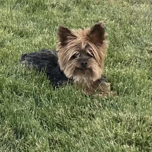 User's pet: Missy Misdemeanor Elliot