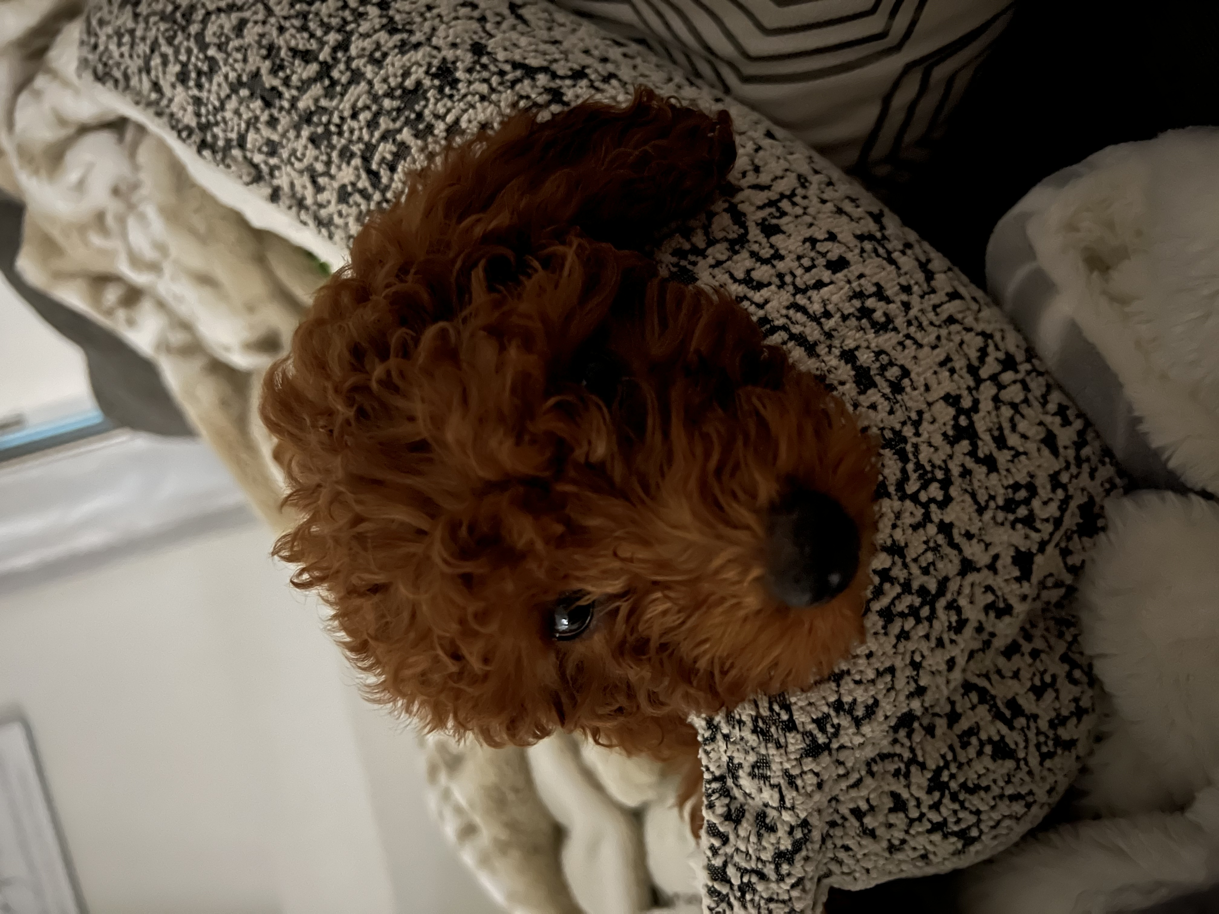 User's pet: Harper Mayla