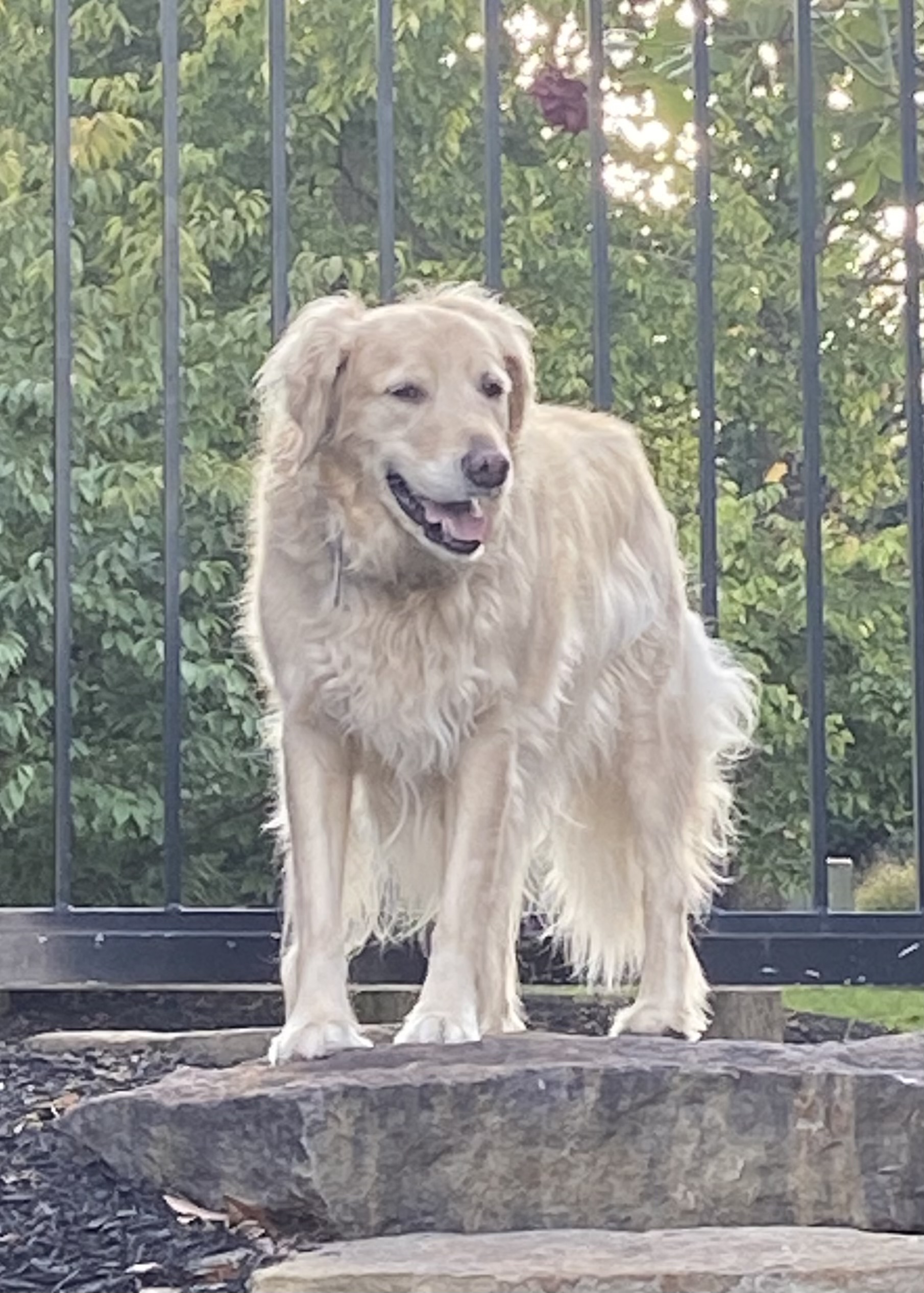 User's pet: Marshall