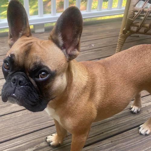 User's pet: Winston