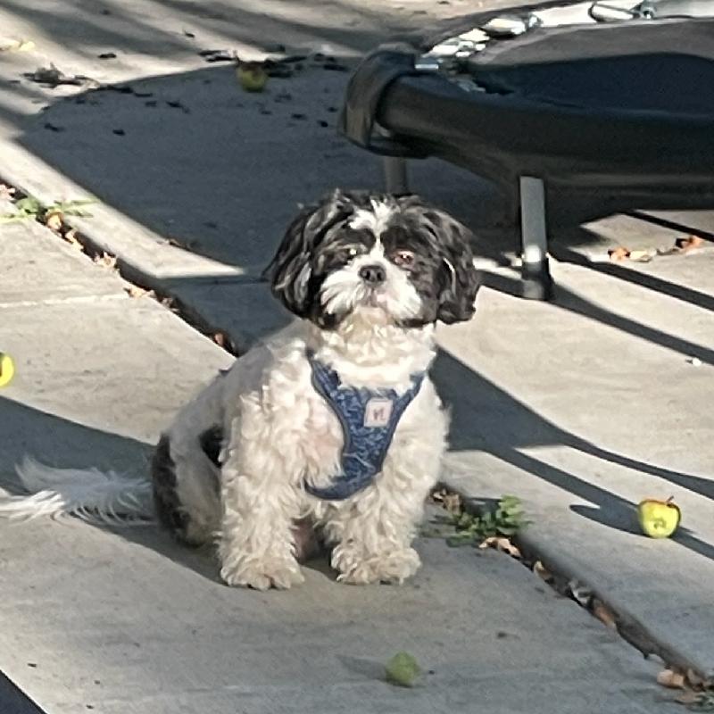 User's pet: Wofie