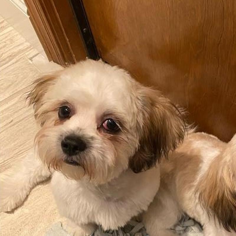 User's pet: Sophie