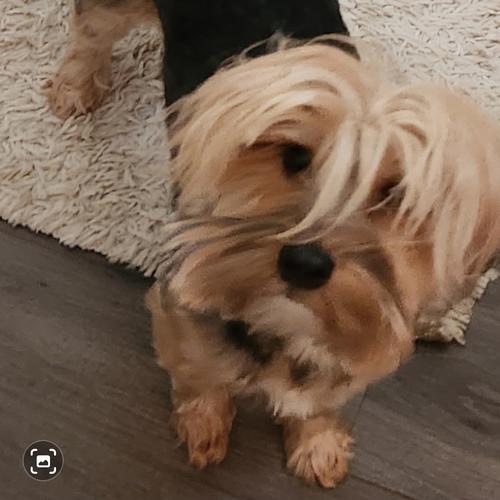User's pet: Coco