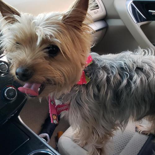 User's pet: Princess