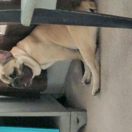 User's pet: Frankie