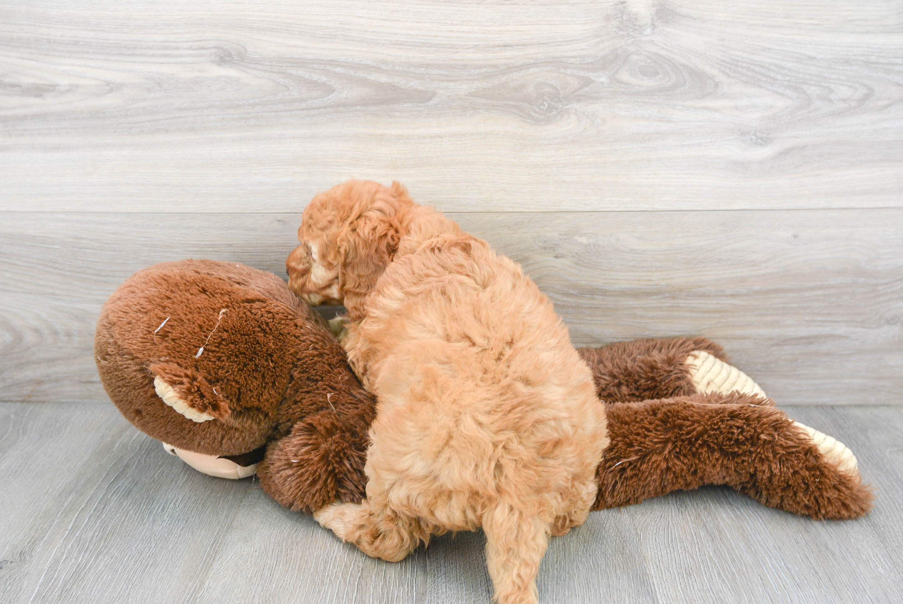User's pet: Paisley