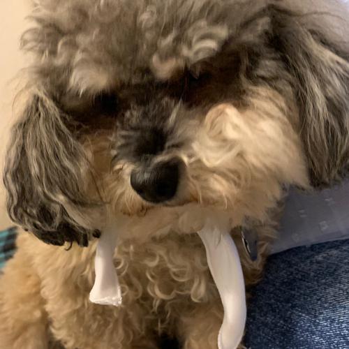 User's pet: Baby *Lost*