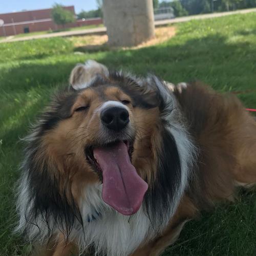 User's pet: Bingo